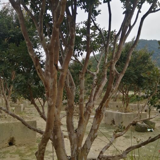 阳春市嘉宝果苗 嘉宝果树