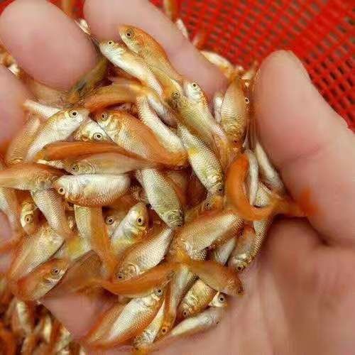 南宁红鲤鱼苗，自产自销，足量发货