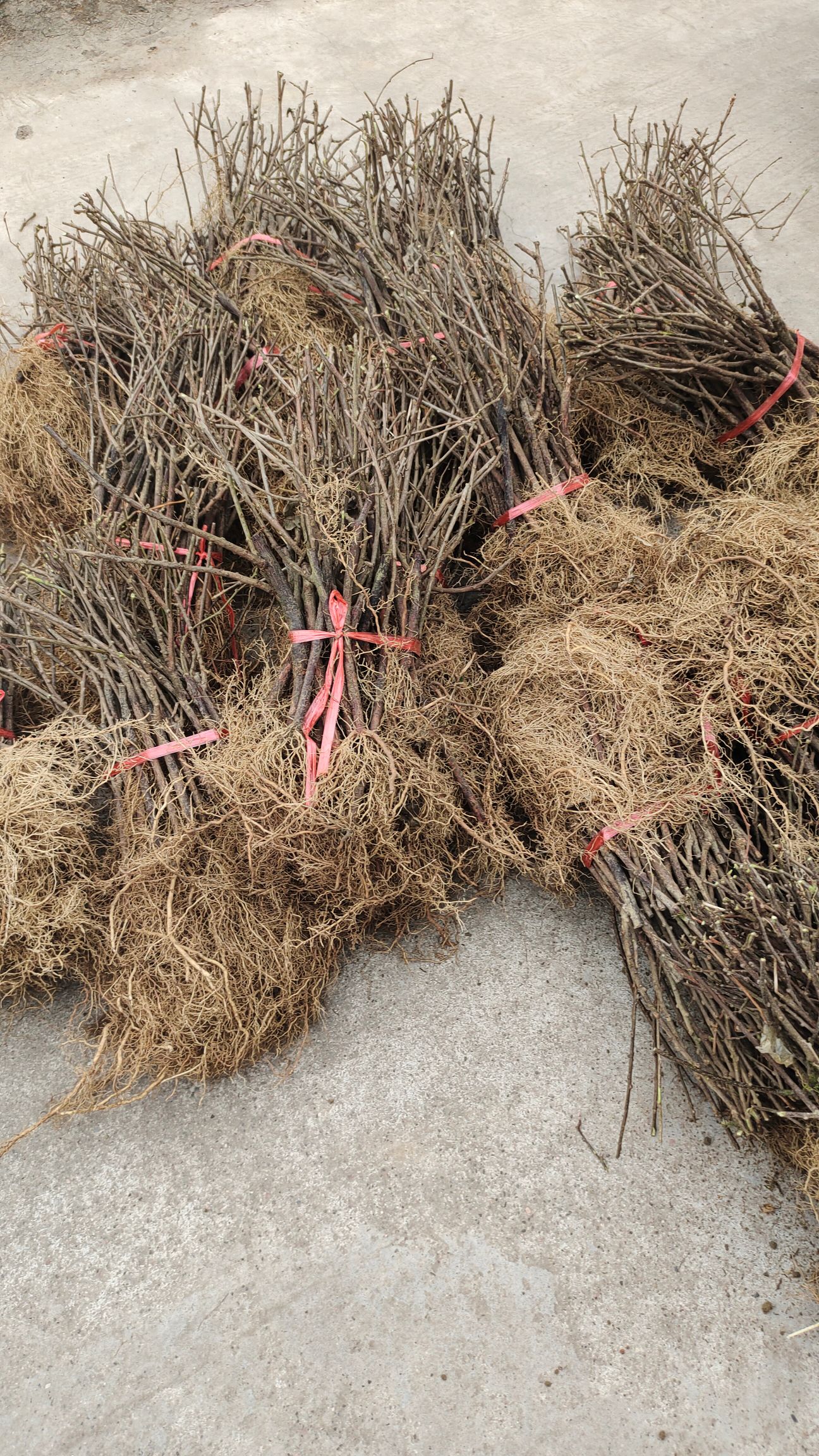 水杨桃砧木  水杨桃实生苗，抗重茬，抗涝，抗寒耐冻。