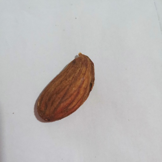 重庆市 优质巴旦木