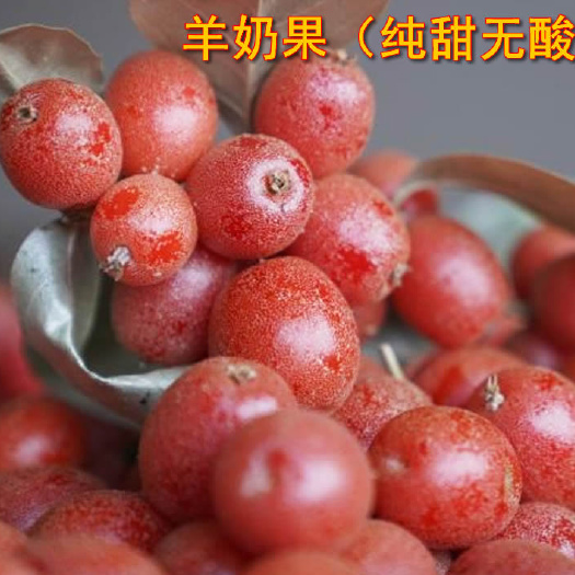 长沙羊奶果苗  德宏2号嫁接纯甜羊奶果3年大苗