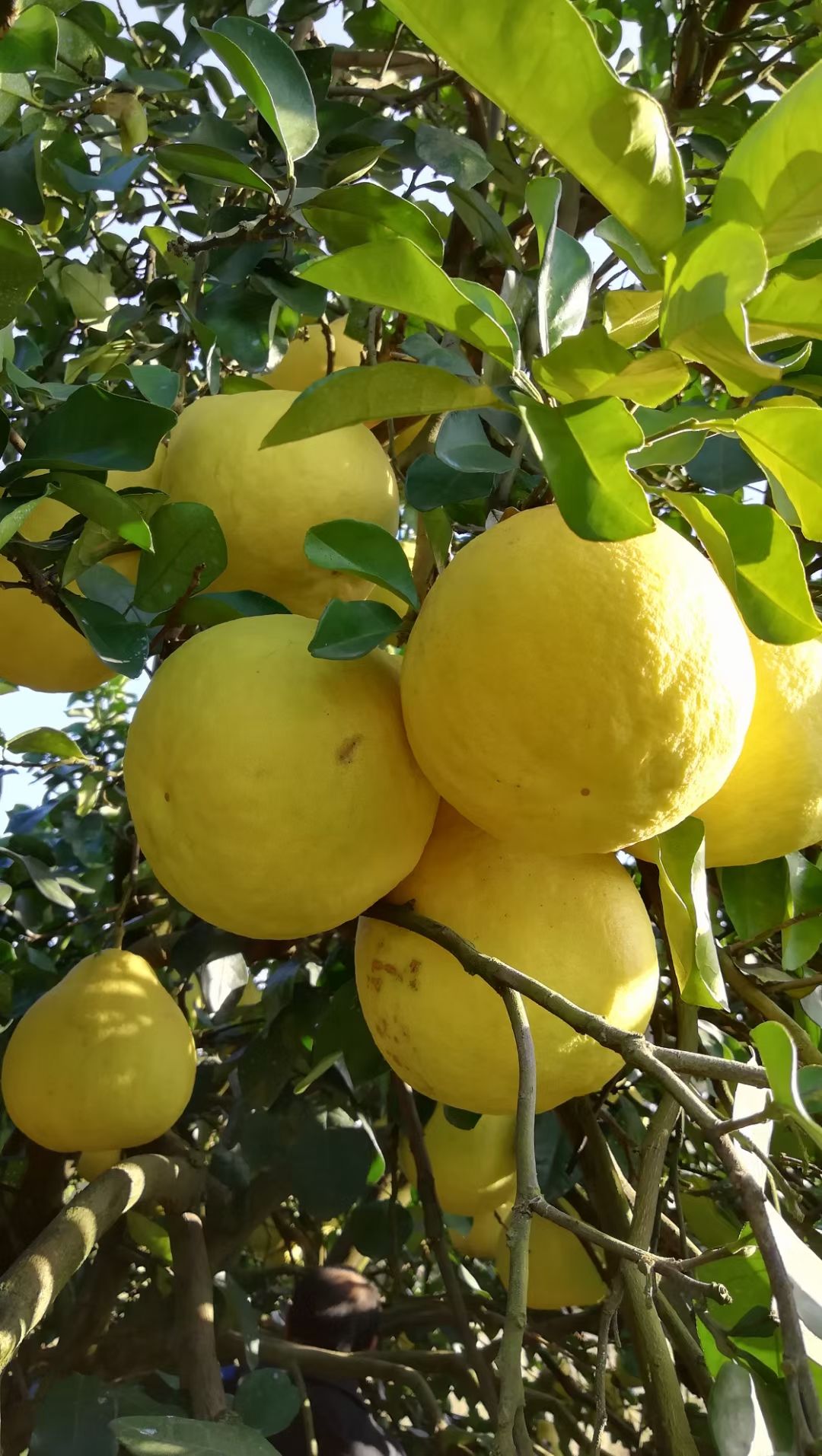 香柚  江永老树柚子，皮薄肉厚多汁，又亮。清甜可囗，