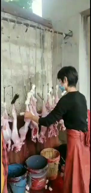 兔肉白条今年价格还行养殖肉兔有发展趋势