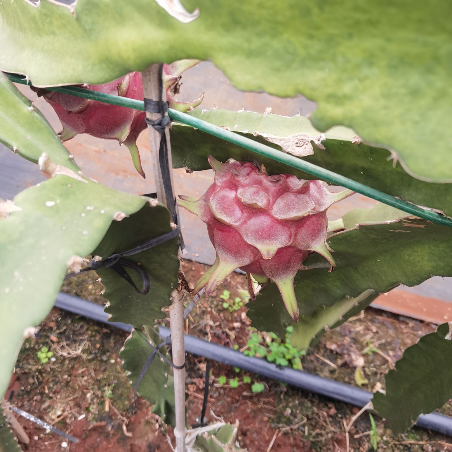 台农五号火龙果 台农火龙果