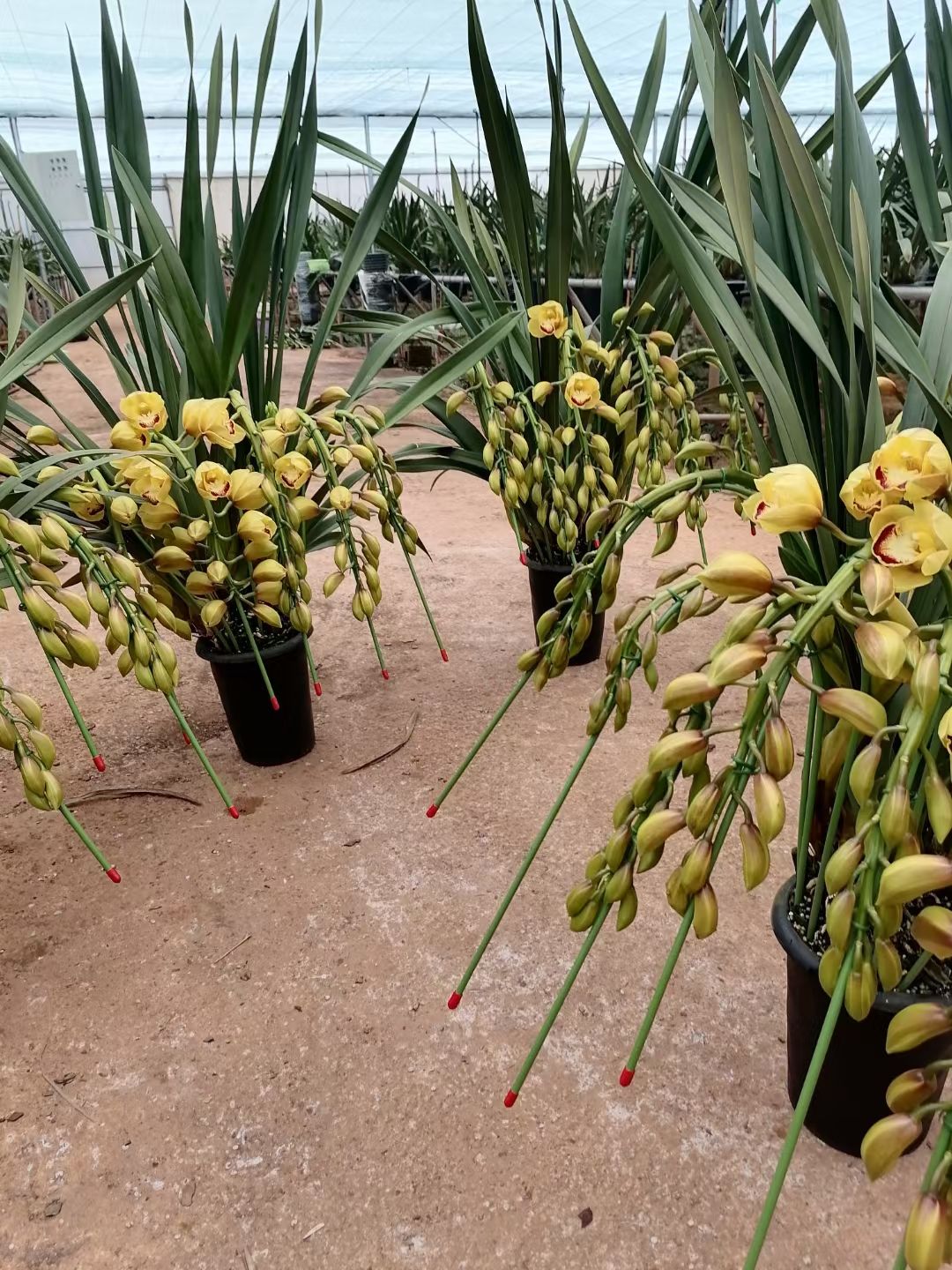 大花惠兰 大花卉兰种植云南基地批发