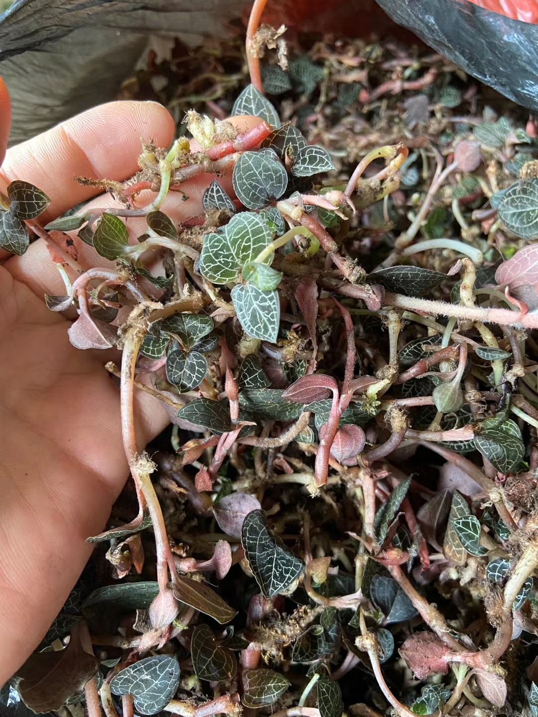 大叶金线莲红杆细叶鲜货干货散装500g