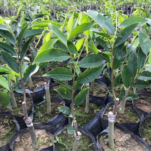 广州嫁接奇楠沉香树苗名贵品种庭院珍贵品种