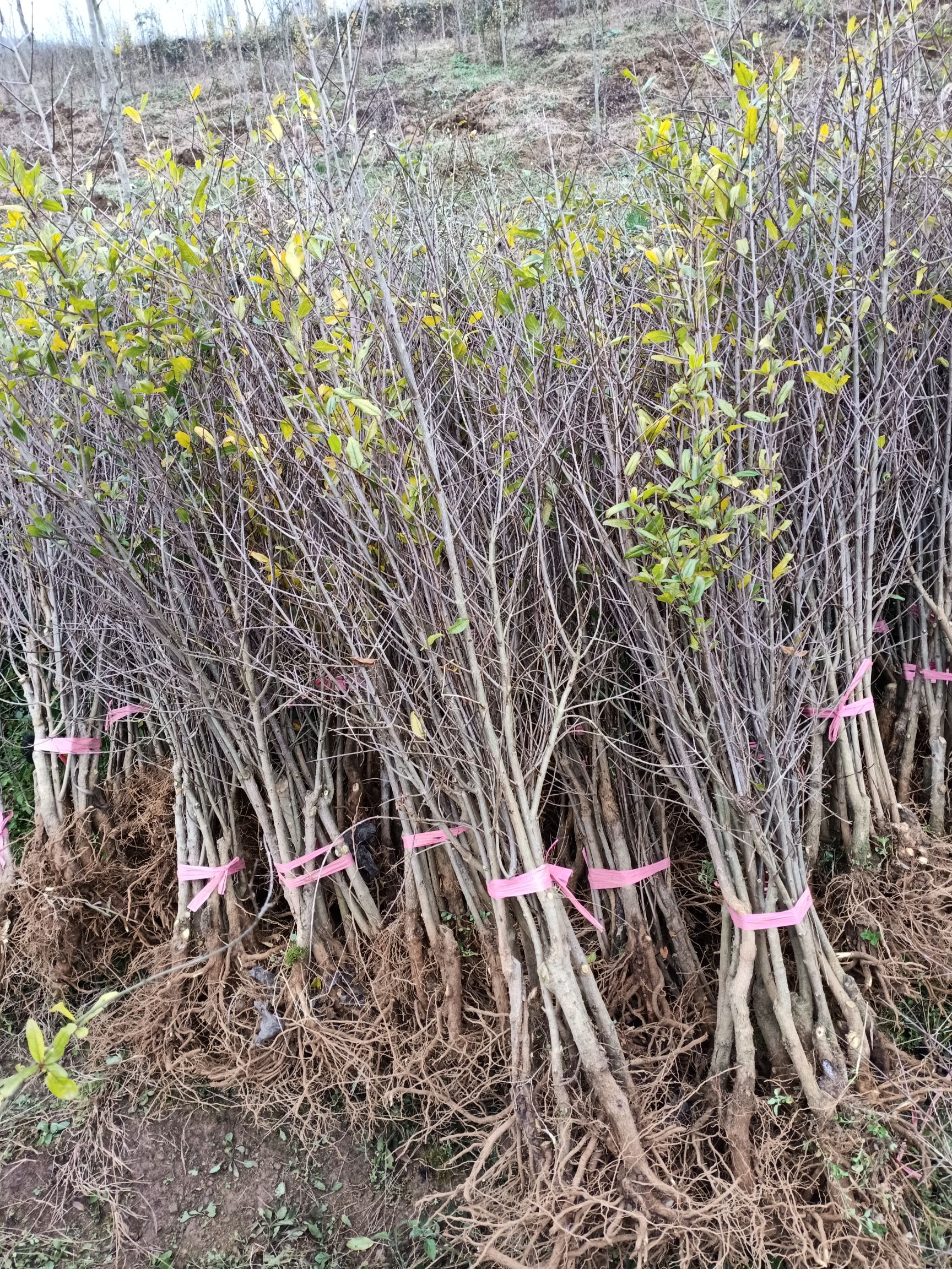 红宝石石榴苗 扦插小苗 