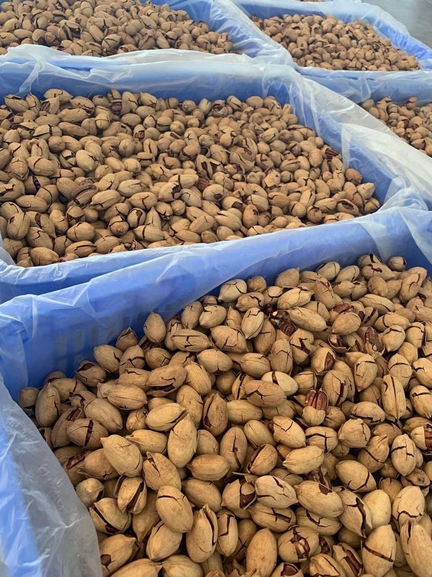 今年新货碧根果，罐装，袋装，散装，大量批发一件代发