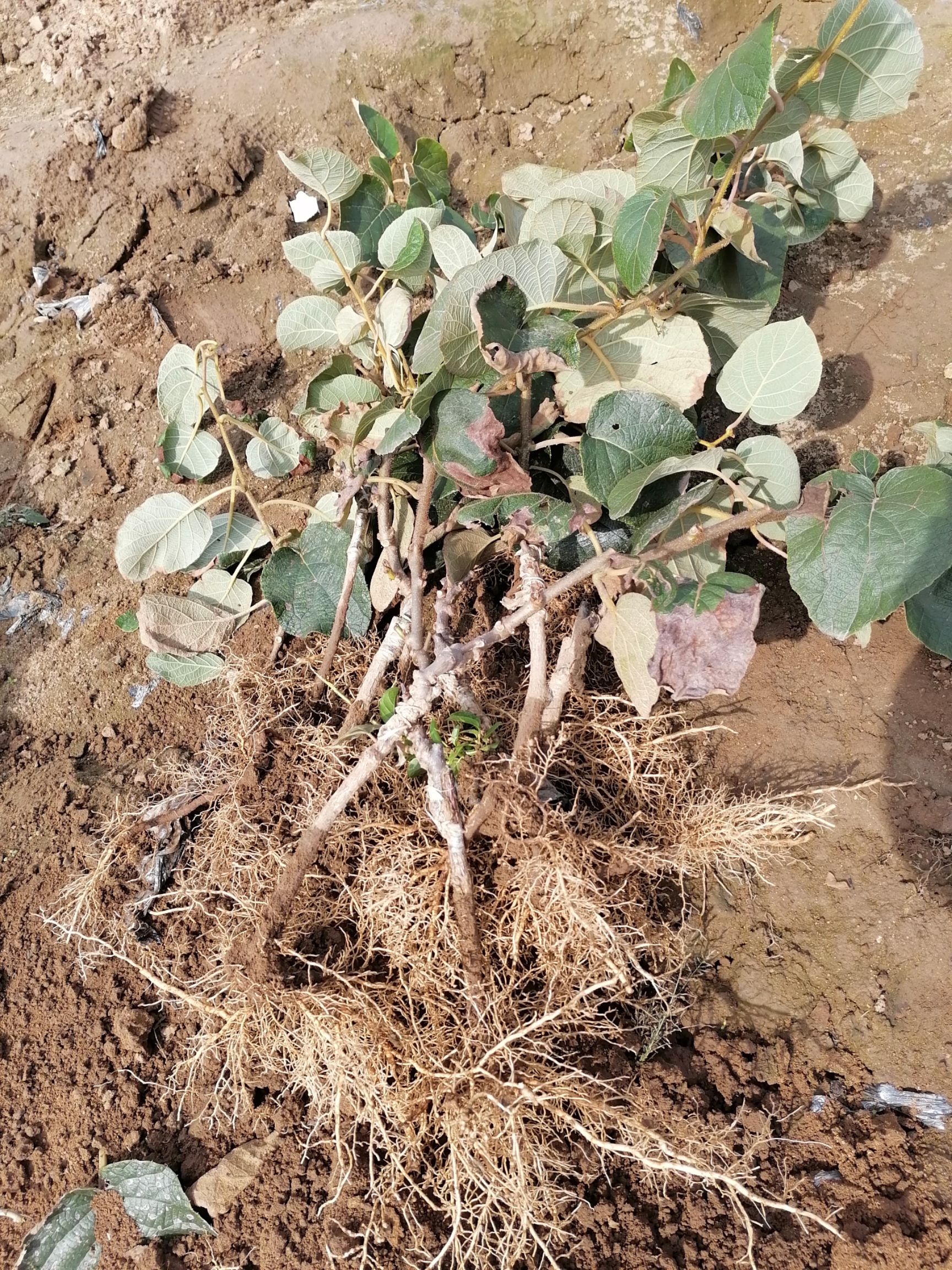 水杨桃砧木嫁接苗 嫁接苗 