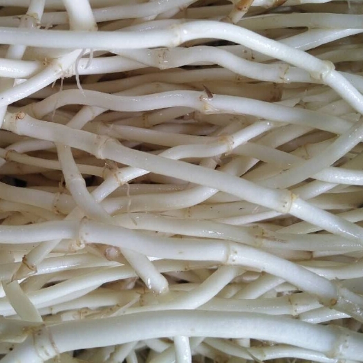 梁山县白茎鱼腥草 一百多亩地的新鲜折耳根，量大价优