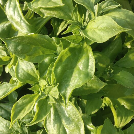 禹城市冰草  优质冰菜