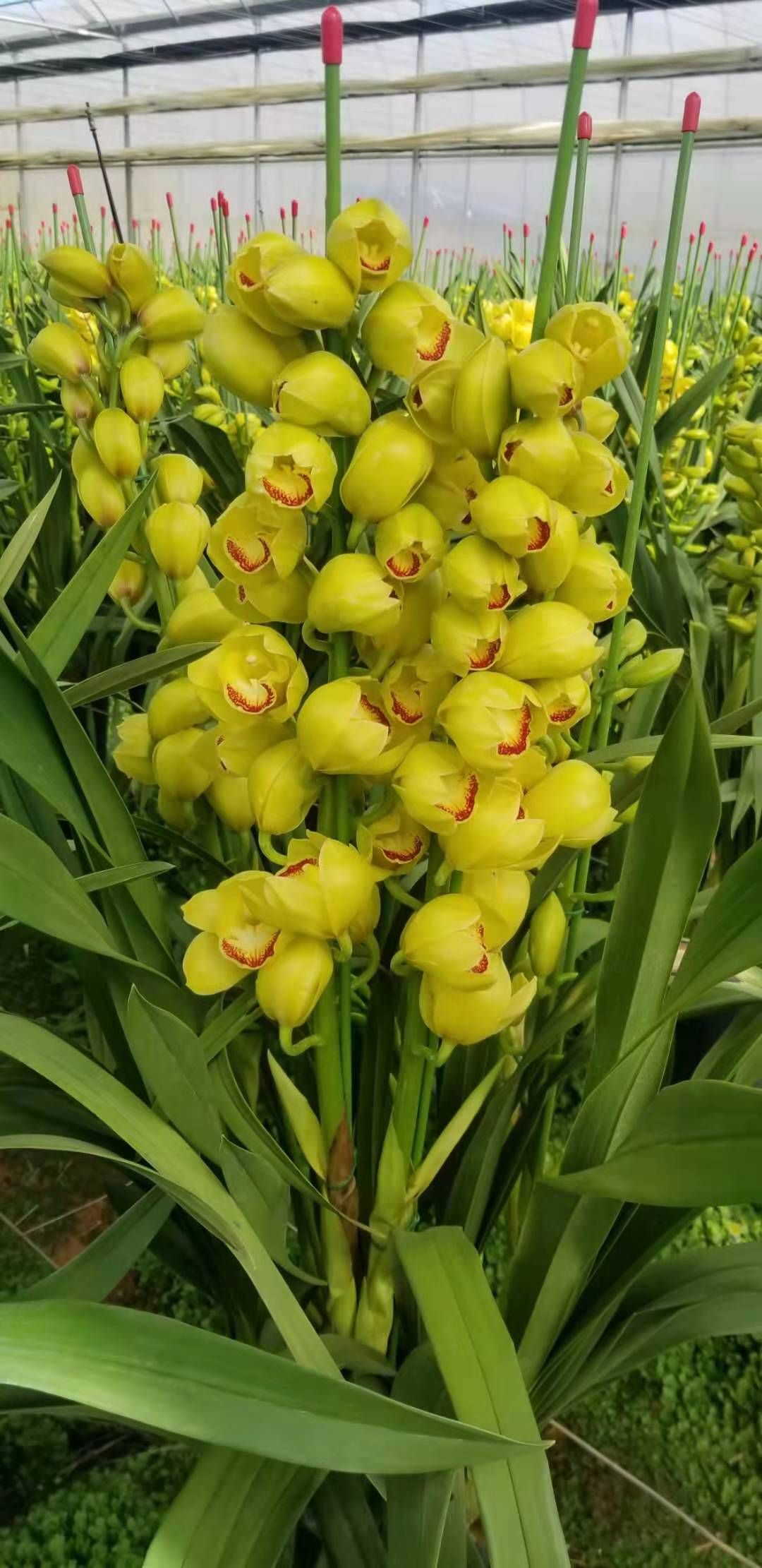 大花惠兰 大花卉兰种植云南基地批发