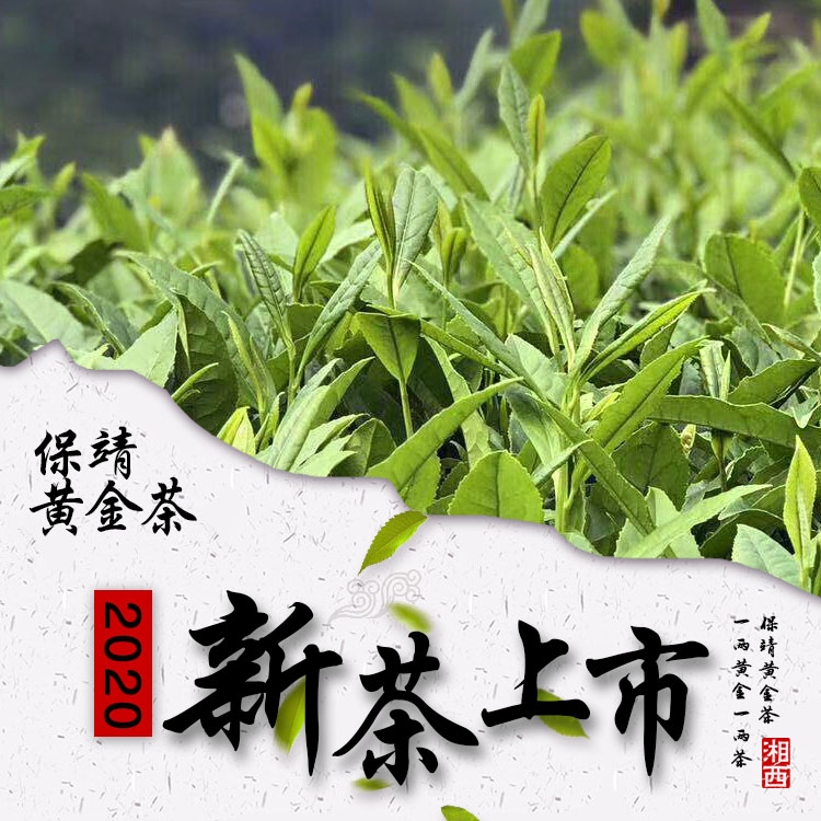 保靖黄金茶2021新茶明前特级头采黄金二号绿茶