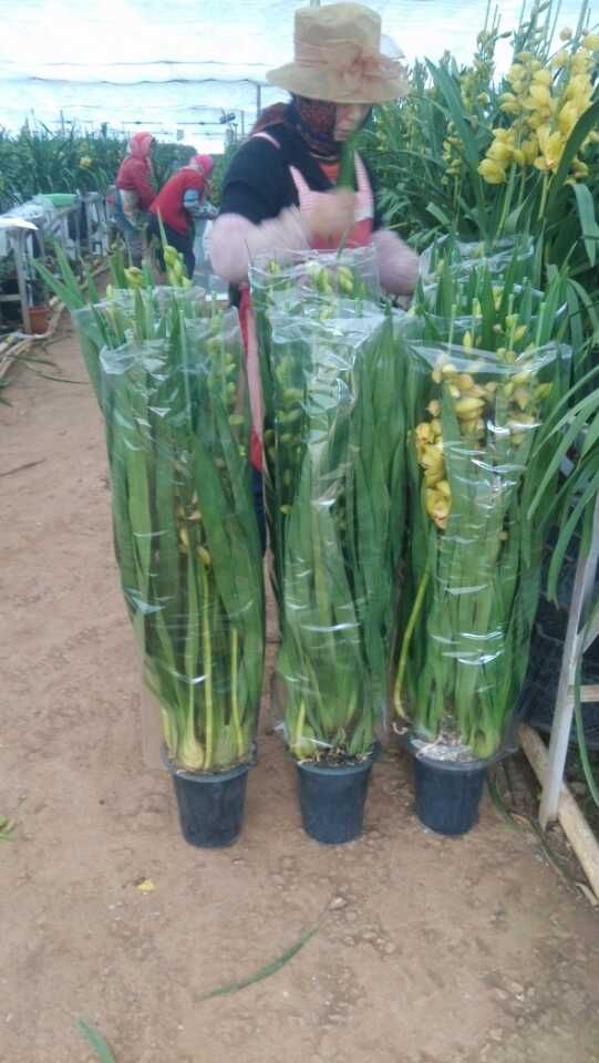 大花惠兰 大花卉兰种植云南基地批发