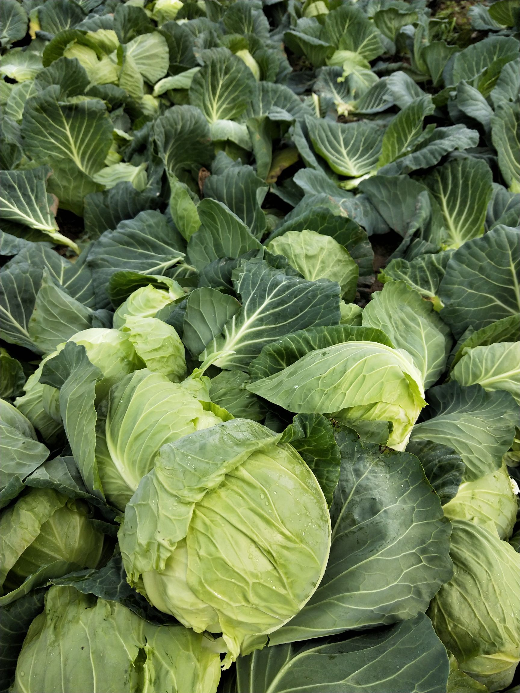 优质黄心白菜”黄心宝”属韩国品系。品质优良、菜质黄嫩！