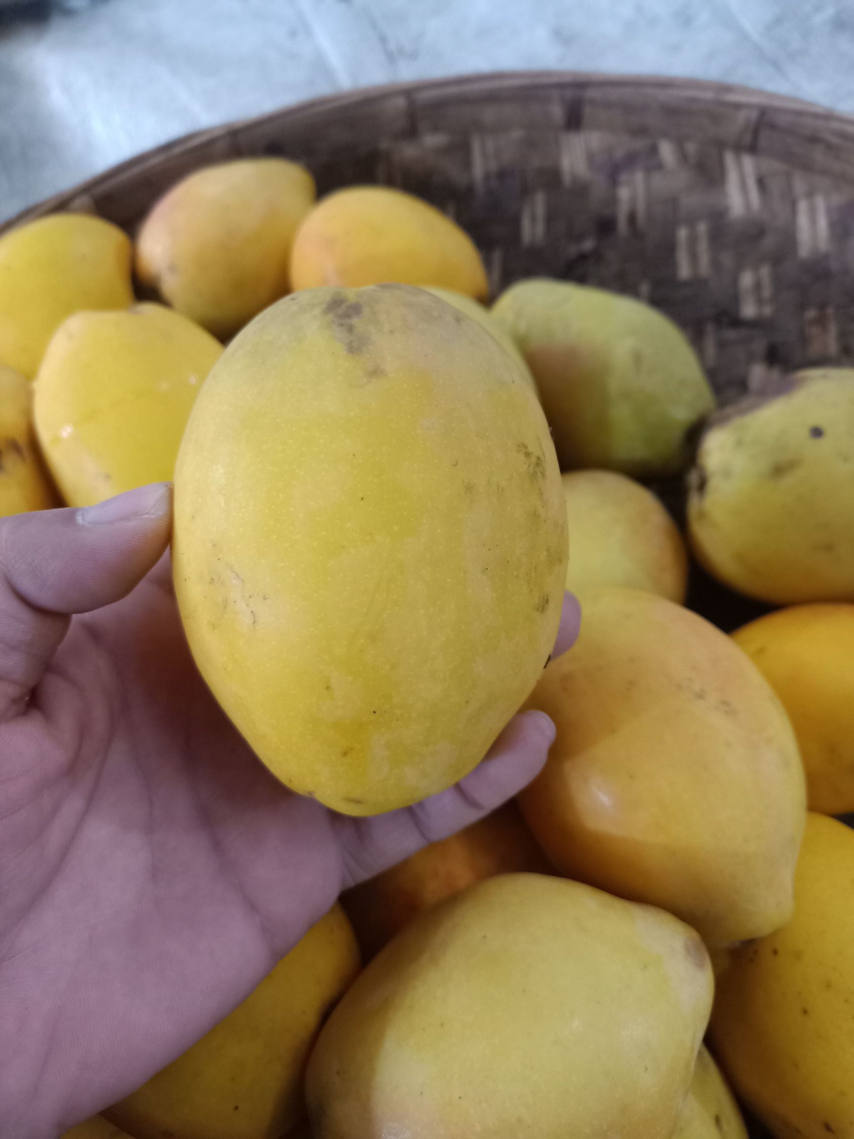 云南墨江酸木瓜_生吃凉拌泡酒做菜样样行