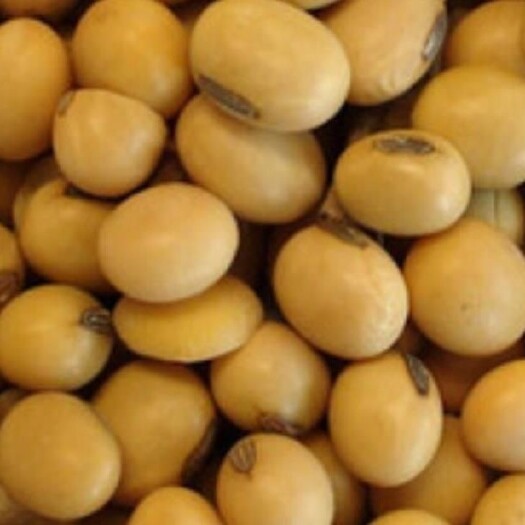 广州大量供应巴西大豆，蛋白质含量高，（中间人勿扰）