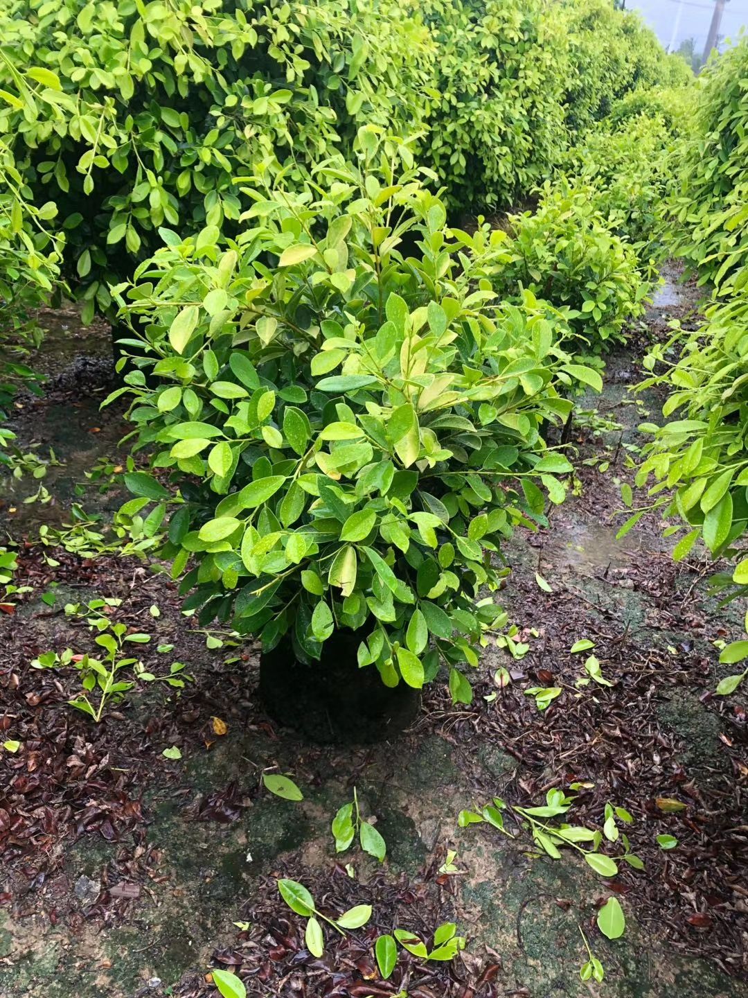  黄金榕50-150米高，毛球实球都有，