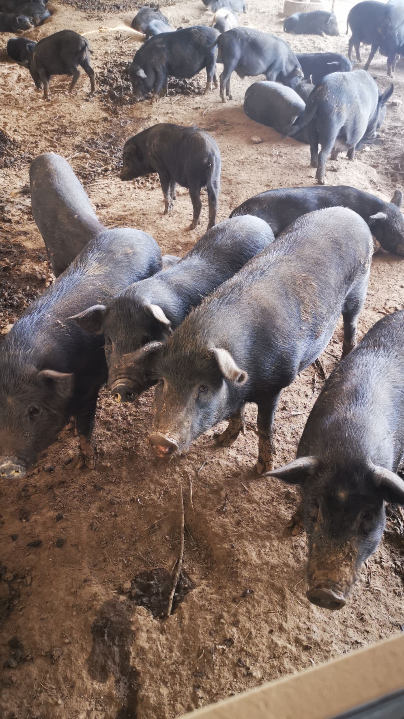 藏香猪肉  良心藏香猪，养殖周期500—700天，粮食蔬菜喂养，无饲料