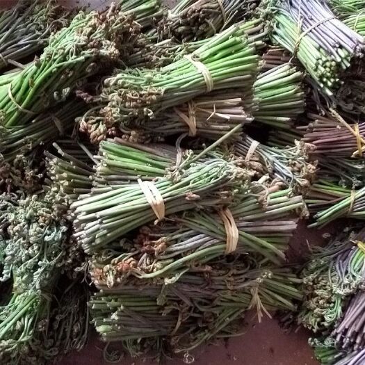镇雄县野生蕨菜 新鲜蕨菜，可批发可零售