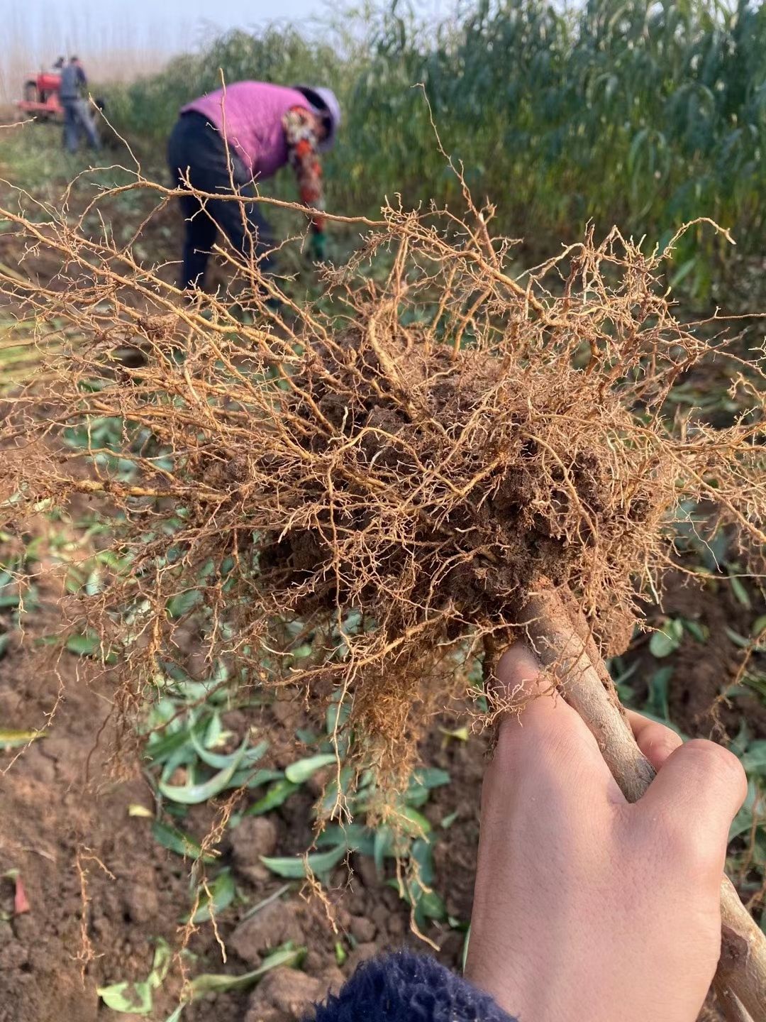 桃树苗 1.5公分以上 