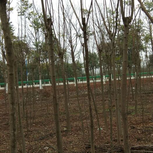 九江 黄山栾树3一10公分的杀头帽，一手货源