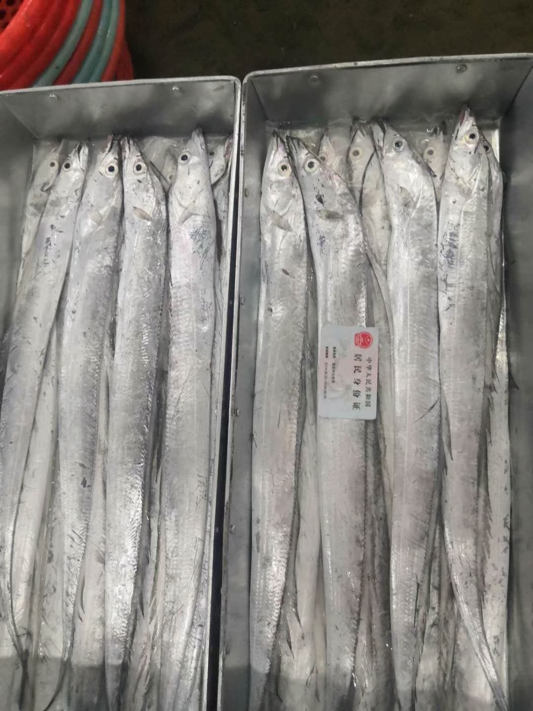 渤海刀鱼 网捕刀鱼，钓钩刀鱼都有送礼工厂发福利的看过来批发支持零售
