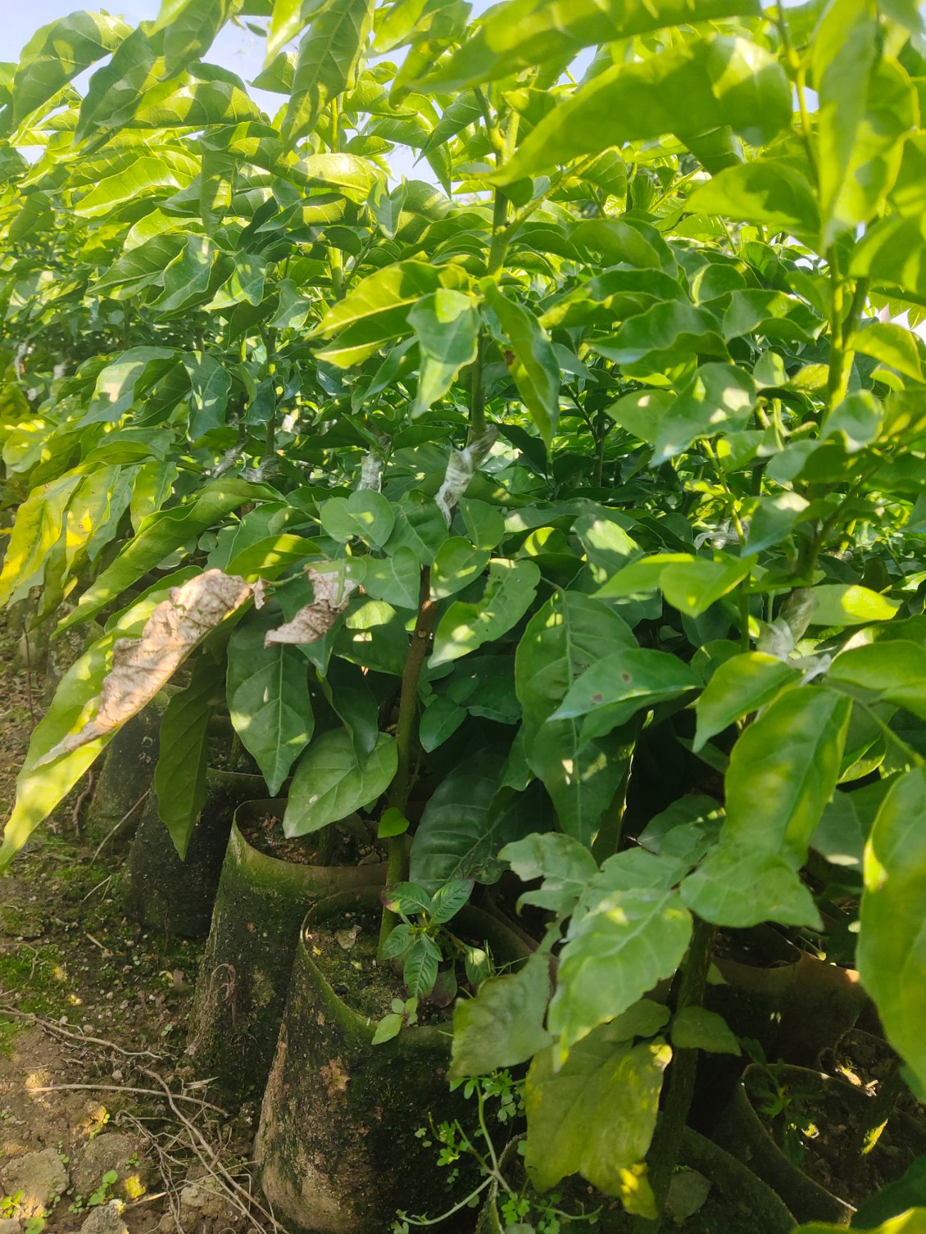 黑金刚黄皮果苗，贵妃黄皮果苗
