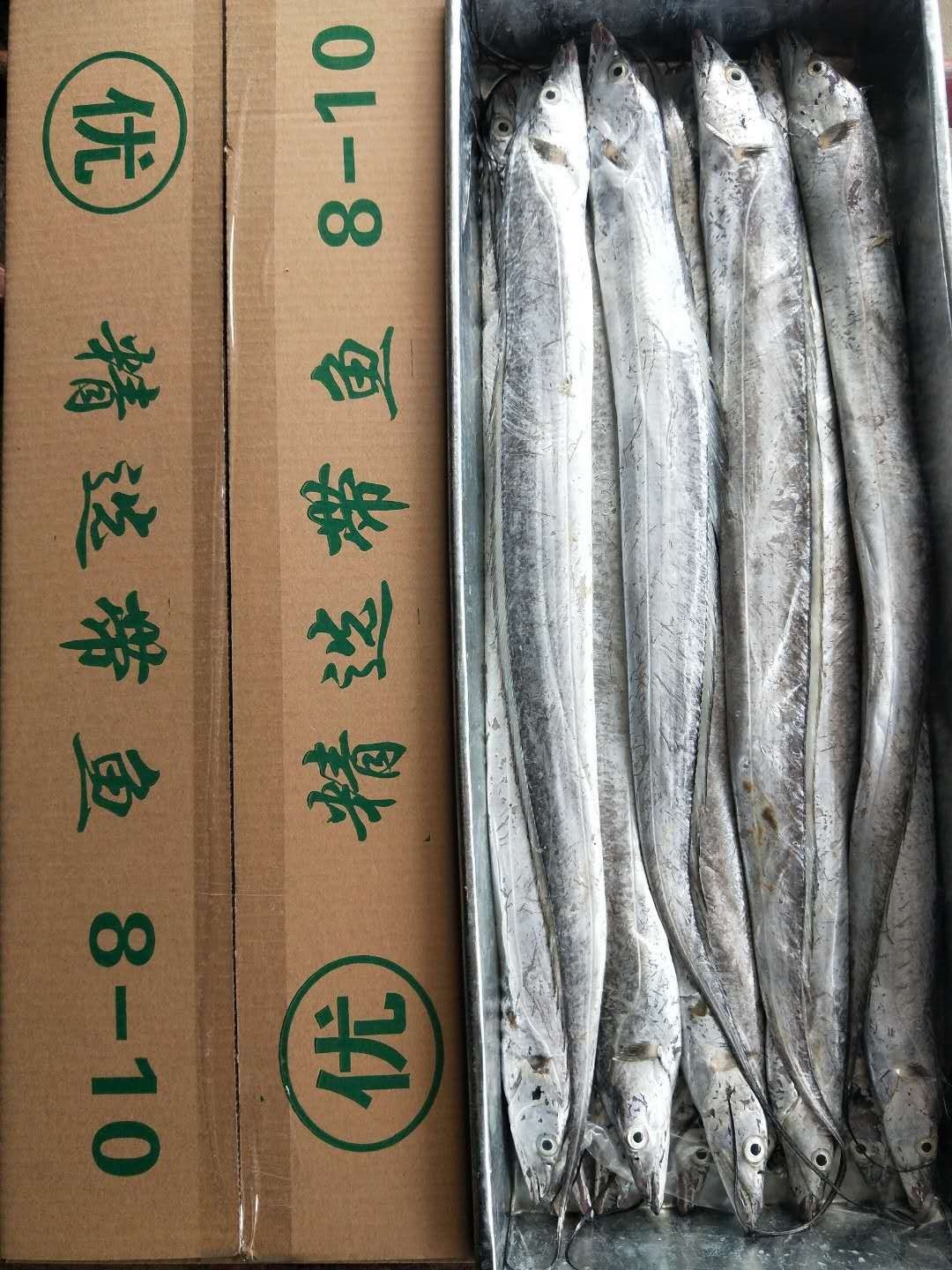 渤海刀鱼 网捕刀鱼，钓钩刀鱼都有送礼工厂发福利的看过来批发支持零售
