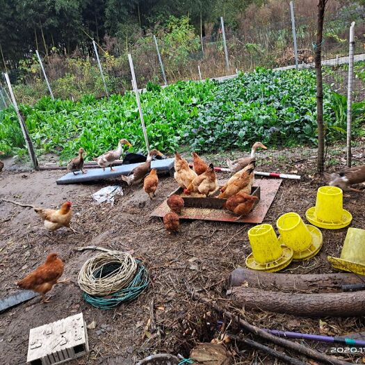 扬州苏北草鸡 正宗草母鸡
