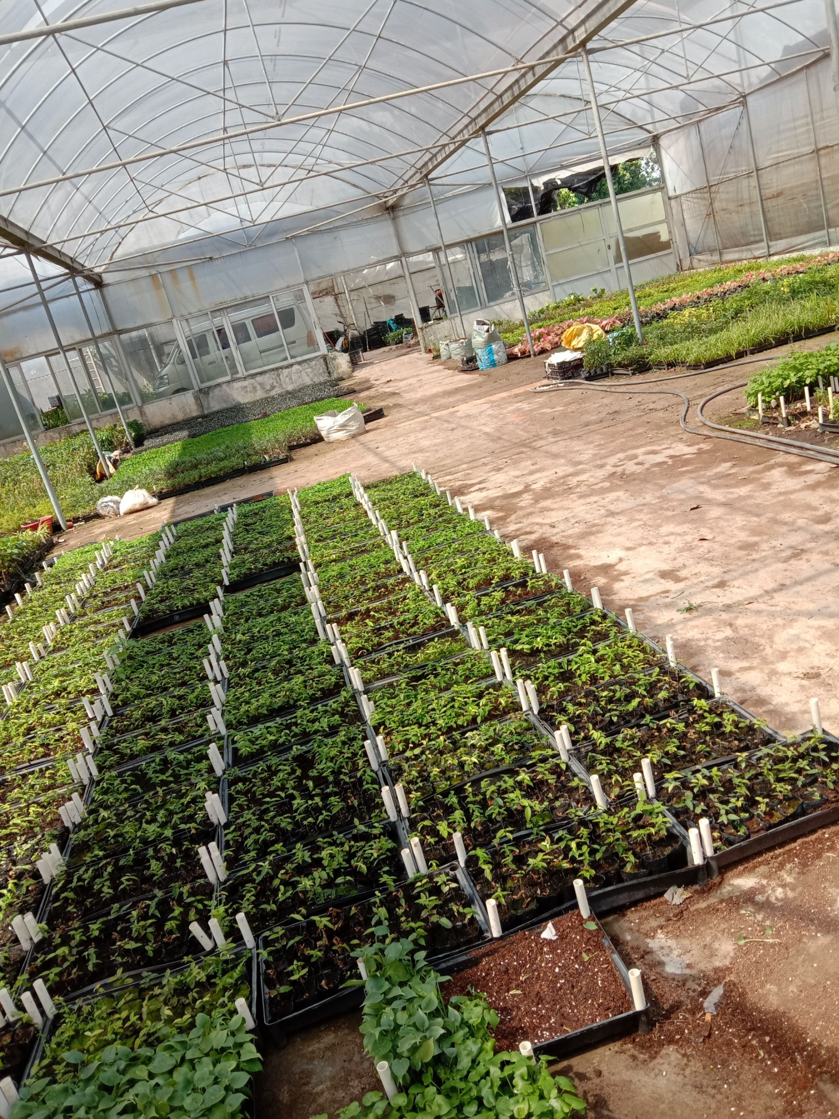 紫花风铃木种苗园林绿化观花树种