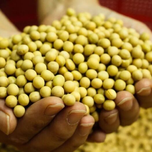 北安市黑龙江大豆  黑龙江黑河大豆大量供应