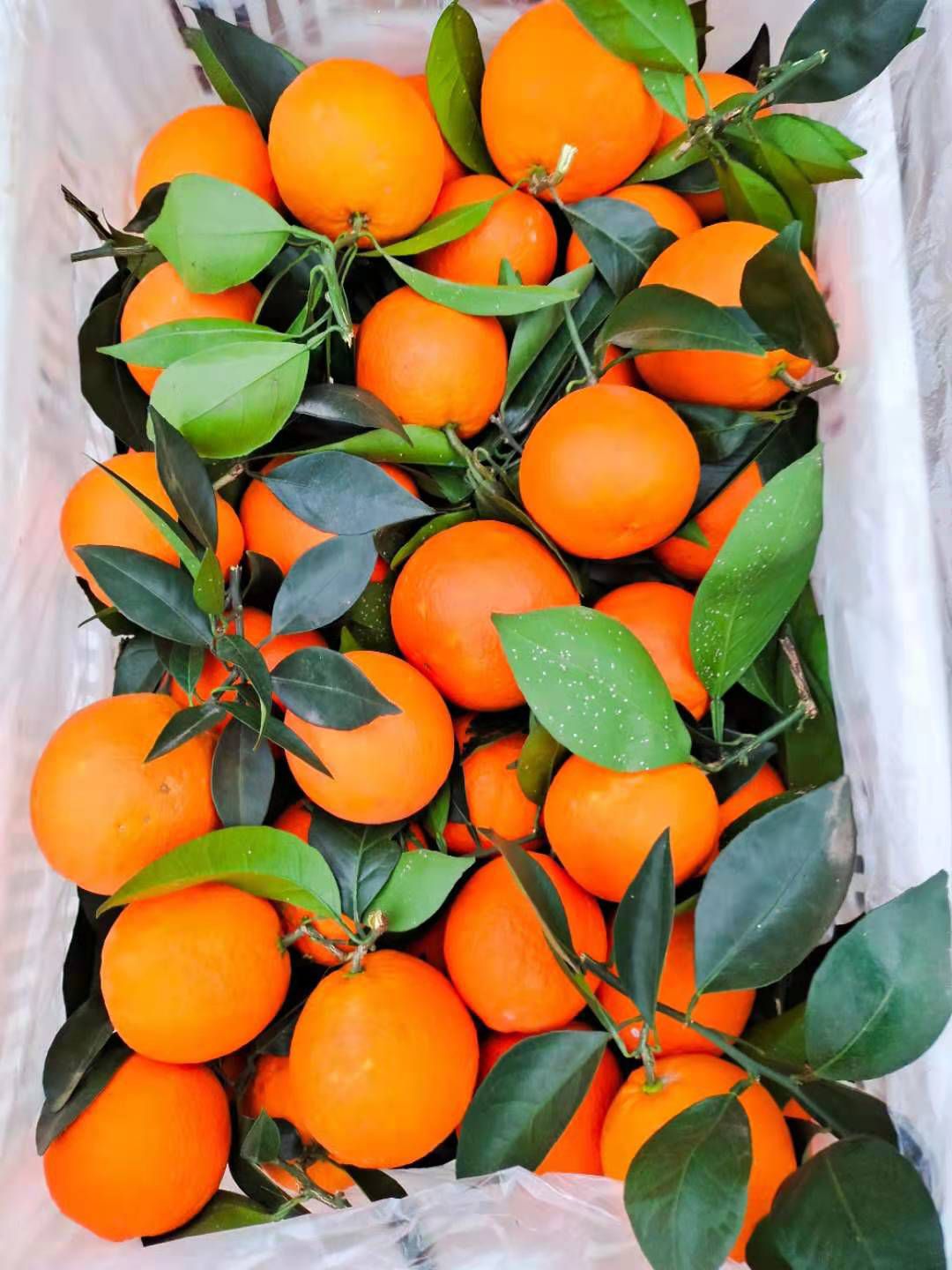 圆虹脐橙 圆虹 福本 长虹 血橙 72-1长期供应