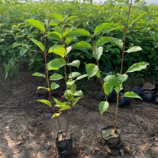 青州市红瑞木 盆栽红瑞木种植基地