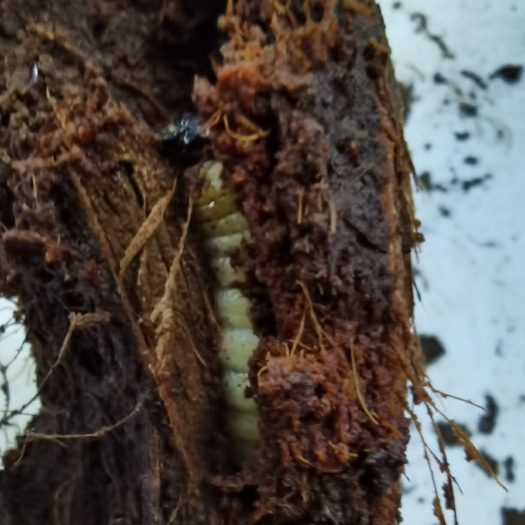 桂林爬沙虫 竹虫，竹象虫，竹蜂，竹虫养殖，长期稳定大量供应商品虫，种虫，