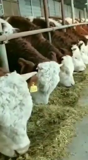 荷兰牛 欢迎前来选大小肉牛