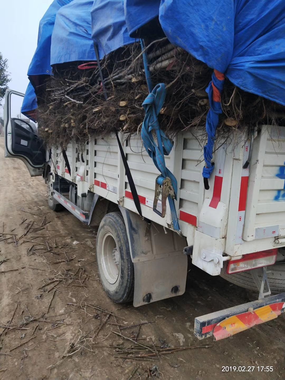 占地实生核桃树地径4公分左右到6公分，报价上车