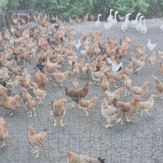 荆门农村走地鸡