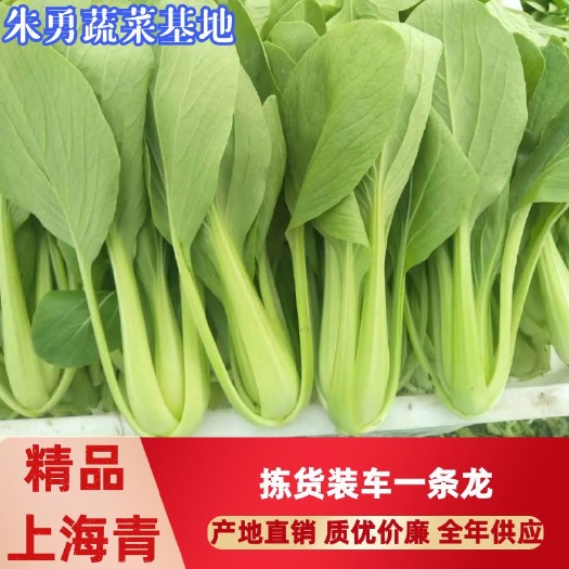 曹縣上海青熱銷全國，