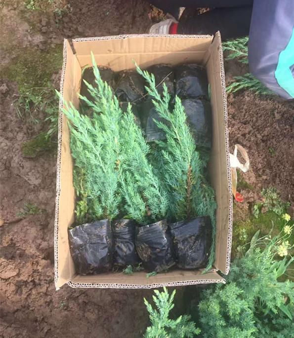 铺地柏 盆栽铺地柏种植基地