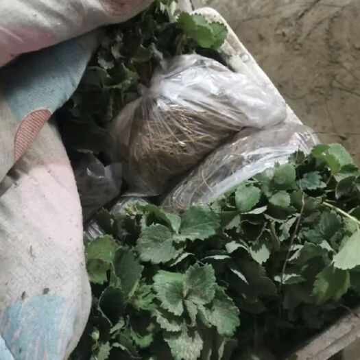 平邑县圣诞红草莓苗  草莓苗