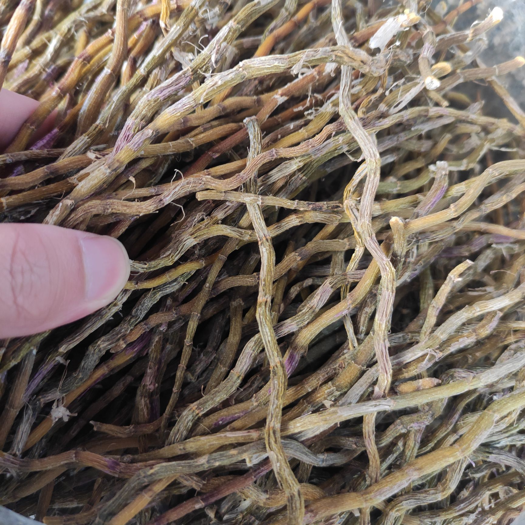 铁皮石斛大条批发价