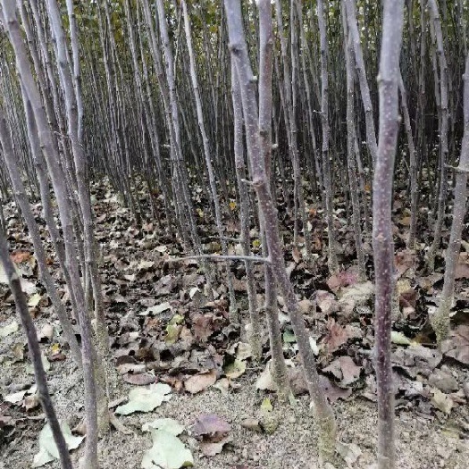 昭通红露苹果苗 嫁接红露苹果树苗