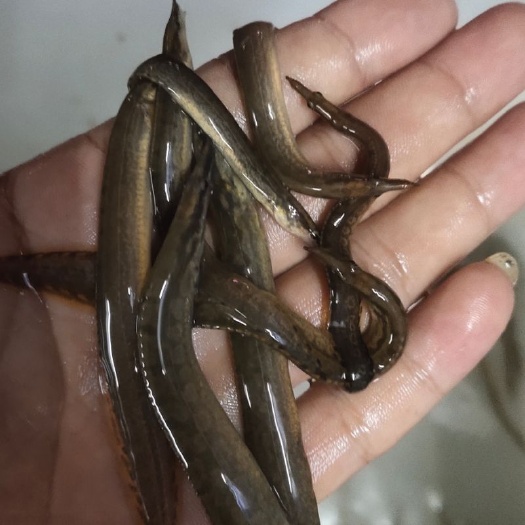 南宁 刺鳅鱼苗，纳追鱼苗，渔场直销，货源充足，