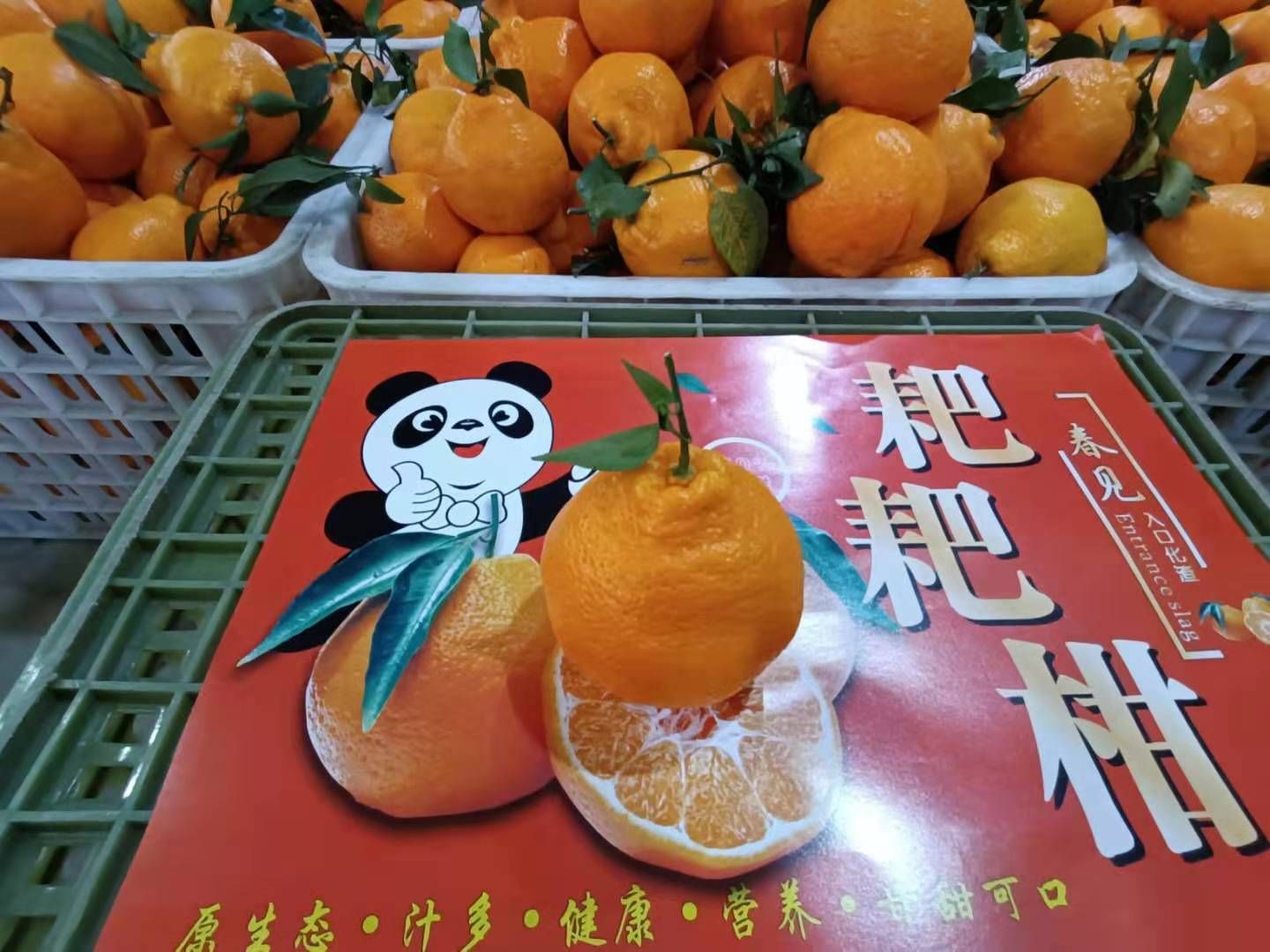  眉山耙耙柑： 肉质脆嫩 多汁 囊壁薄  风味浓郁 清甜 少籽