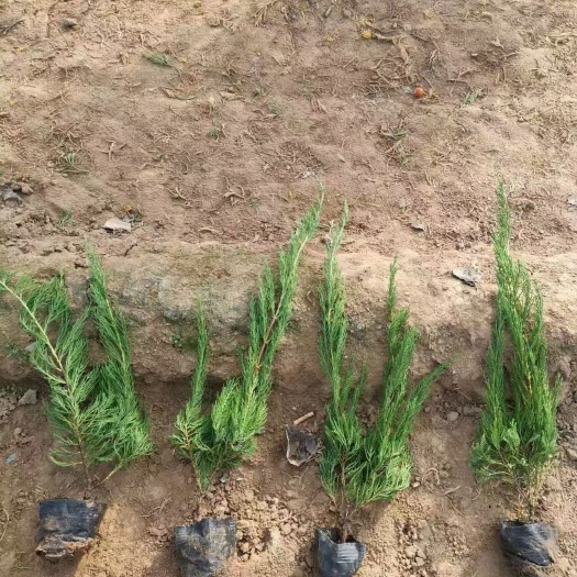 青州市小龙柏 嫁接龙柏 盆栽小龙柏种植基地