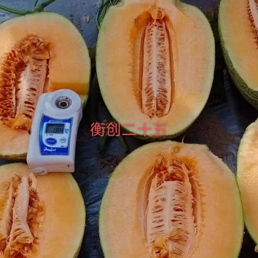 扶沟县网纹瓜种子  君网蜜二十五哈蜜瓜种子~耀龙25蜜椭圆形抗病抗