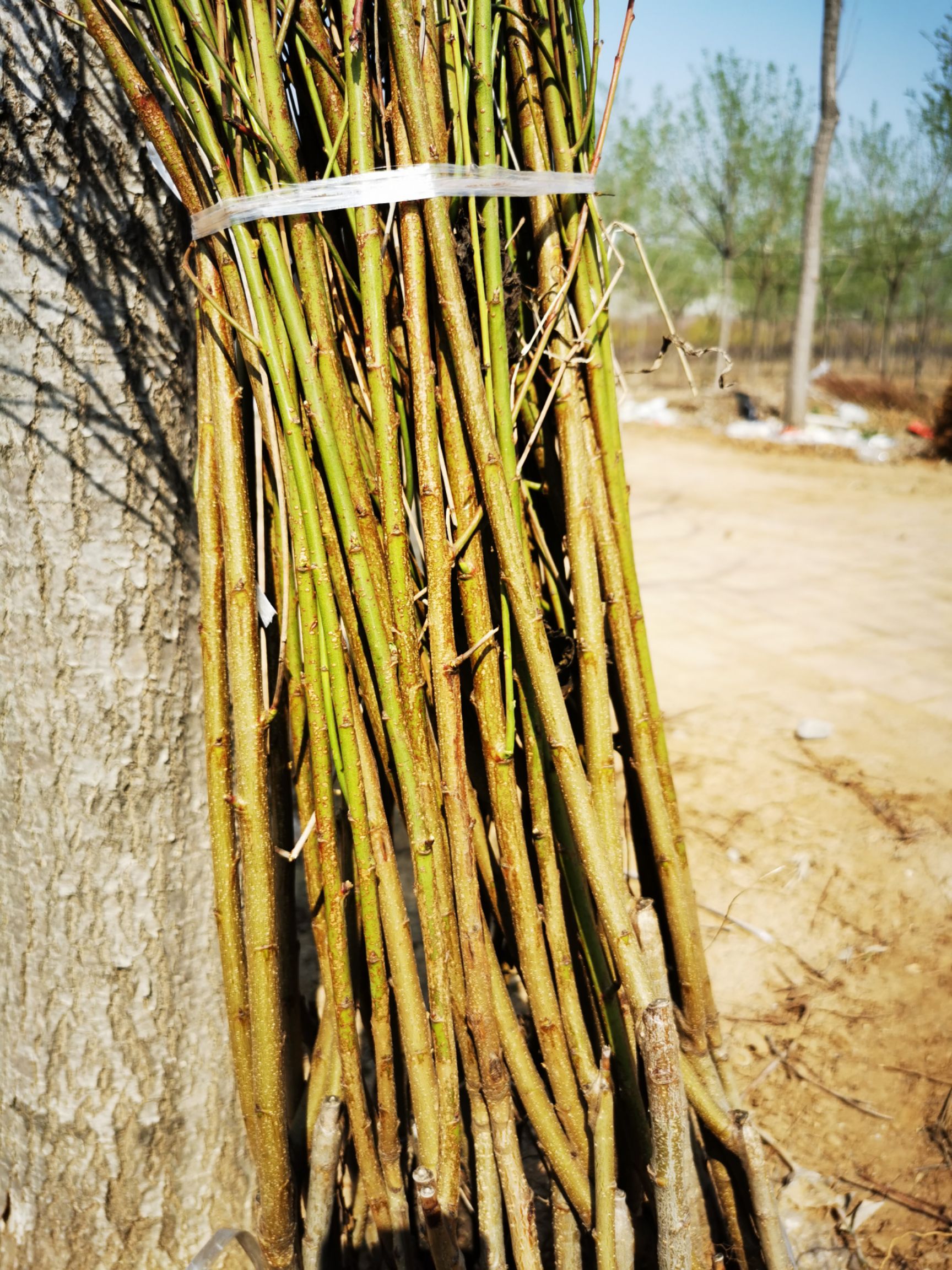 雪桃苗  桃苗新品种
