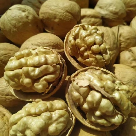 喀什市温185  新疆阿克苏185核桃